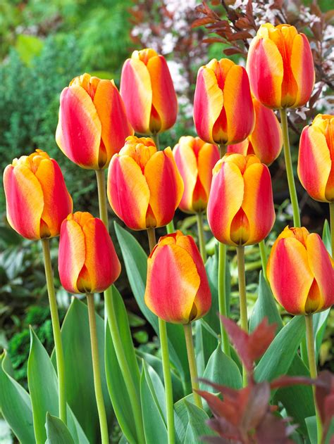 apeldoorn elite striped darwin hybrid tulip  bulbs bloomingbulb