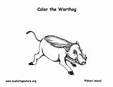 Warthog Coloring Labeling Support Exploringnature Sponsors Wonderful Please sketch template