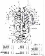 Veins Arteries Anatomy Worksheet Viens Biologycorner Sketchite Urinary Circulatory Páginas Anatomía Humana Vasos Sanguíneos Mape Printiable Credit Respiratorio Aparato sketch template