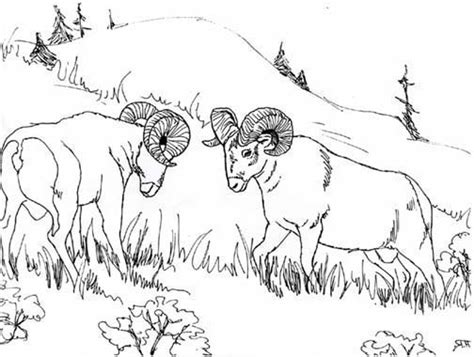 bighorn sheep coloring  bighorn sheep coloring