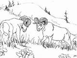 Coloring Sheep Bighorn Designlooter sketch template