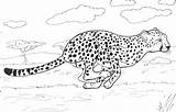 Gepard Cheetah Ausmalbild Ausmalbilder Biegnie Guepardo Kolorowanki Rennender Ghepardo Kolorowanka Supercoloring Druku Guepardos Corre Biegu Cheetahs Stampare Zdobycz Veloce Kategorien sketch template