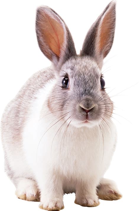 white rabbit rabbit png image png    transparent hare png