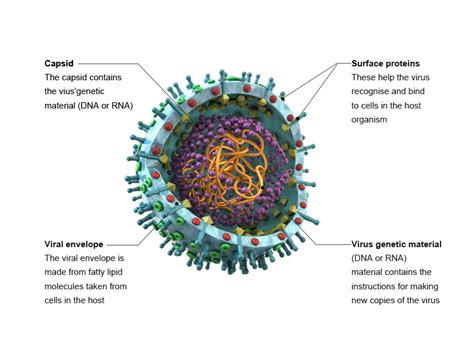 viruses  top killers elabscience