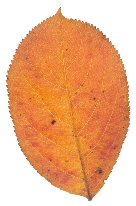 leaf  white stock photo image  closer seasonal