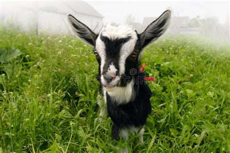 12 073 Funny Goat Photos Free And Royalty Free Stock