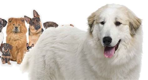 great pyrenees mixes  show    shapes  sizes