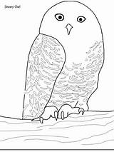 Coloring Owl Pages Owls Animals Birds Snowy Animal Snow Coloringpages1001 Canadian Printable Colored Already Print Templates Canada Horned Great Search sketch template