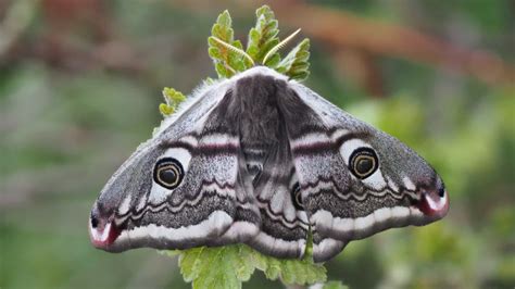 emperor moth  glencaple caerlaverock community association