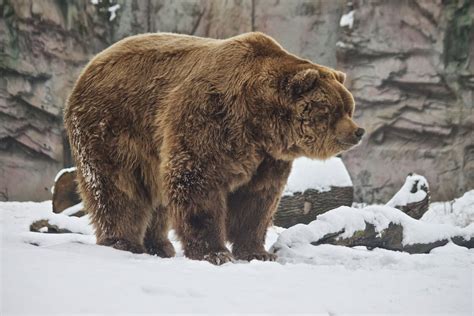 aveek blogs kodiak bear