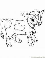Vaca Calf Filhote Cows Desenho Colouring Tudodesenhos Coloringpages101 sketch template