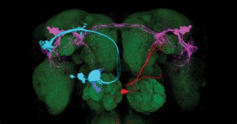 Lit Up Brain Circuit Reveals Fruit Fly Sex Differences