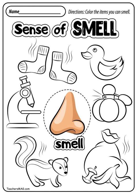 printable  senses worksheets   senses worksheets