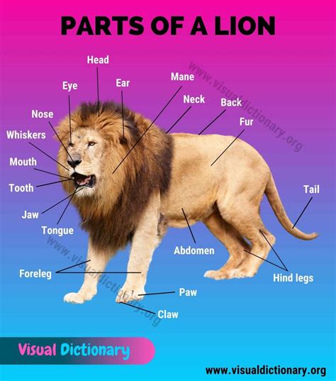 lion anatomy amazing list    parts   lion visual