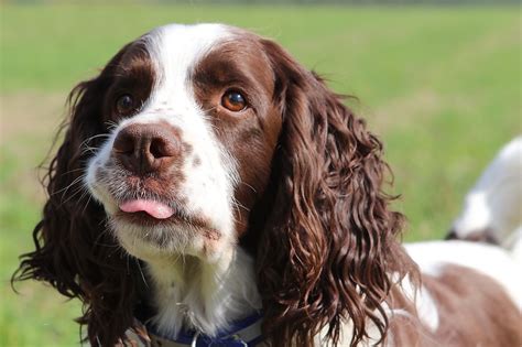 springer spaniel grooming a guide with haircut pictures