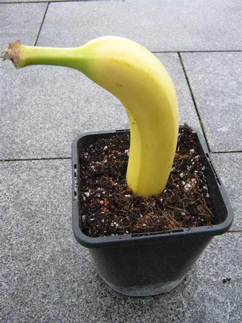 wie man aus einer banane eine neue pflanze zieht das gruene netzwerk