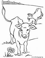 Coloring Pages Cow Cute Cows Pasture Kids Color Calves sketch template