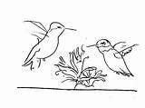 Humming Pen Sketch Coloring Bird sketch template