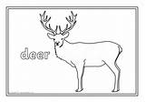Wildlife Colouring British Sheets Sparklebox sketch template