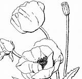 Coquelicot Coloriage Dessin Adults Colorier Coloriages Thegraphicsfairy sketch template