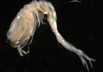 Afbeeldingsresultaten voor "eudorella Truncatula". Grootte: 151 x 106. Bron: v3.boldsystems.org