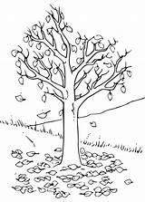 Colorare Autunno Alberi Disegni Albero Autunnali Bambini Piante Pianetabambini Sull Foglie Disegnidacoloraregratis Cadono sketch template