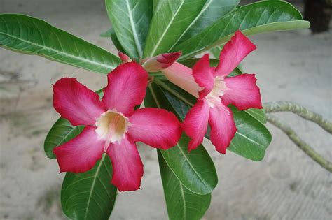 adenium obesum horticulture  soil science wiki fandom