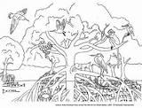 Coloring Ecosystem Pages Mangrove Colour Rainforest Para Color Animal Colorear Kids Animals Habitats Dibujo Habitat Printable Tropical Biomes Malaysia Ecosistema sketch template