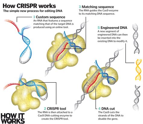 crispr  potential cure  genetic diseases   works