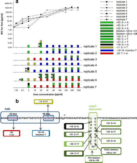 genetic modifications   ampc promoter region   coli mg  scientific diagram