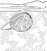 Clam Coloring Pages Cockle Printable Giant Supercoloring Categories Results sketch template