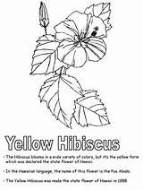 Coloring Pages Hawaiian Hawaii Kids Hibiscus Flower Printable State Puerto Worksheets Rico Color Sheets Yellow Usa Symbols Flowers Printables Print sketch template