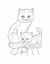 Pisica Colorat Planse Desene Pisici Animale Catei Dragute Domestice Imagini Educative sketch template