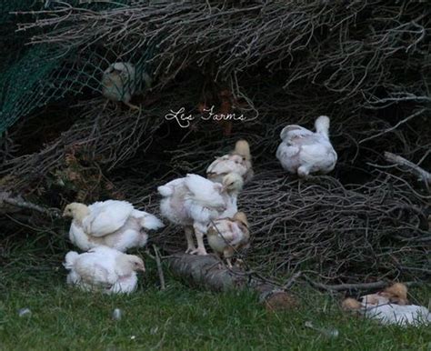 Raising Cornish X For Meat The Truth Chickens Backyard Breeds