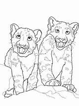 Leopard Snow Coloring Pages Babies Baby Drawing Printable Online Color Leopards sketch template