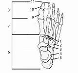 Foot Bones Anatomy Quiz Tarsal Test Choose Board Physiology sketch template