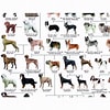 犬 系統図 に対する画像結果.サイズ: 100 x 100。ソース: item.fril.jp