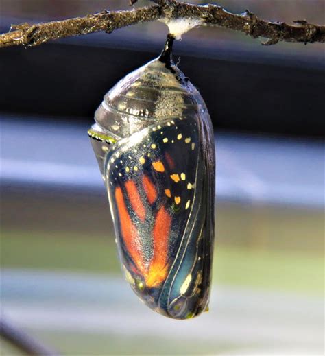 remarkable birth   monarch butterfly lemon bay conservancy