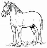 Coloring Pages Clydesdale Printable Horse Getcolorings Color Print Kids sketch template