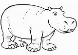 Hippopotamus Coloring Printable Pages Large sketch template
