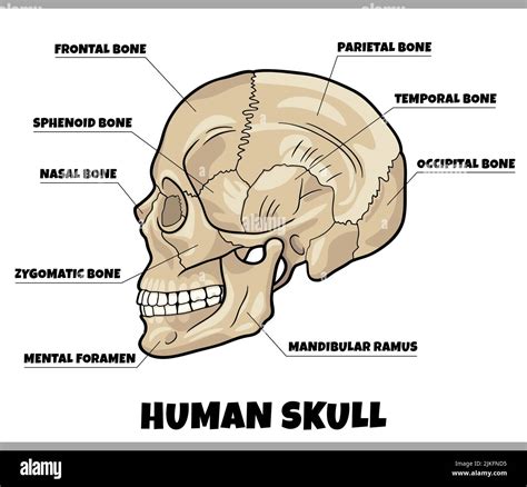 illustration  human skull bones anatomy diagram stock vector image