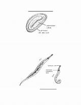 Vermicularis Enterobius Parasitology Ii Figure Cont sketch template