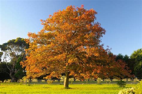 oak tree autumn  caniluna oak tree tree autumn