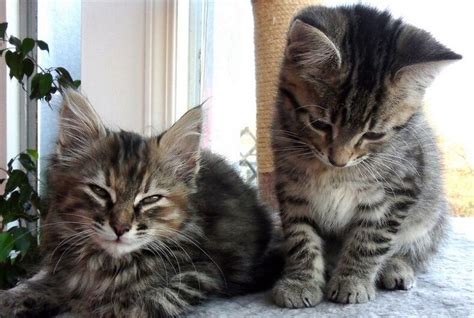 A Lesbian Couple Held A ‘kitten Hour’ At Their Wedding Instead Of A
