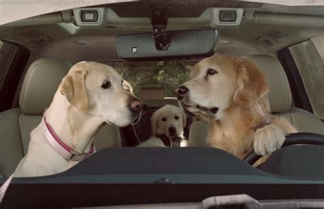 dogs cars dogs driving cars system group