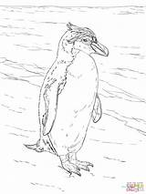 Pinguino Realistico Reale Pinguini Penguins Stampare Disegnare sketch template