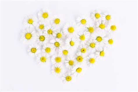 white daisy flowers  heart shape formation hd wallpaper wallpaper flare