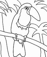 Toucan Coloring Pages Getdrawings sketch template