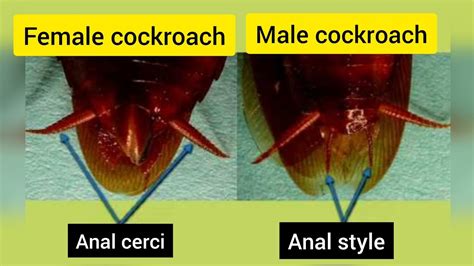 How To Distinguish Male And Female Cockroach Cockroach Shorts