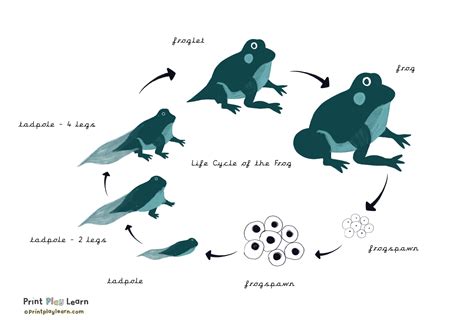 printable life cycle   frog